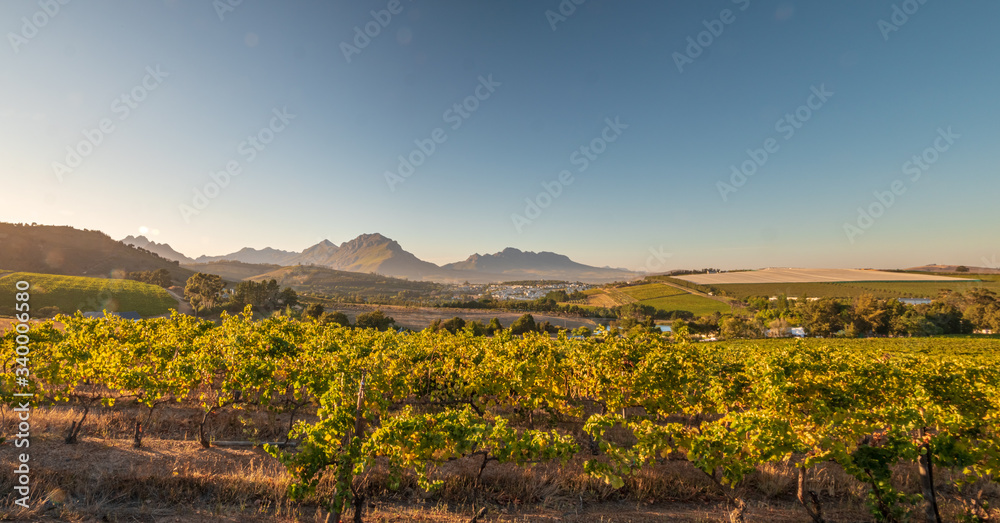 Red wine leaves at South Africa landscape during sunset phase