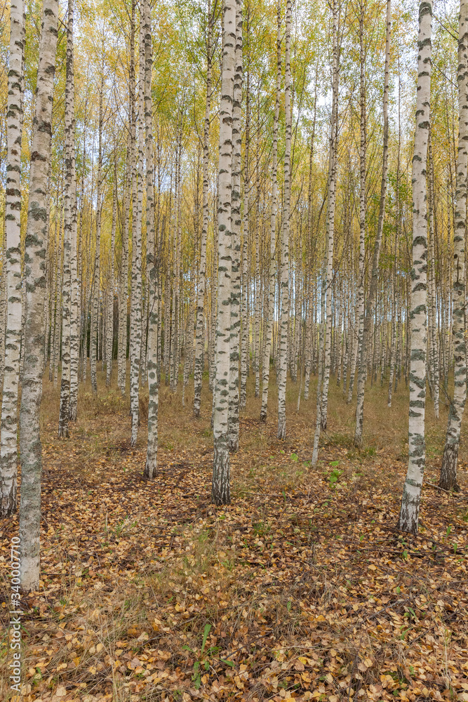 Birch trees with fresh green leaves in autumn. Sweden, selective focus Birch trees with fresh green leaves in autumn. Sweden, selective focus