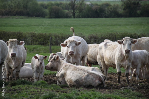 Wallpaper Mural Blonde d'aquitaine domestic beef cattle herd Torontodigital.ca