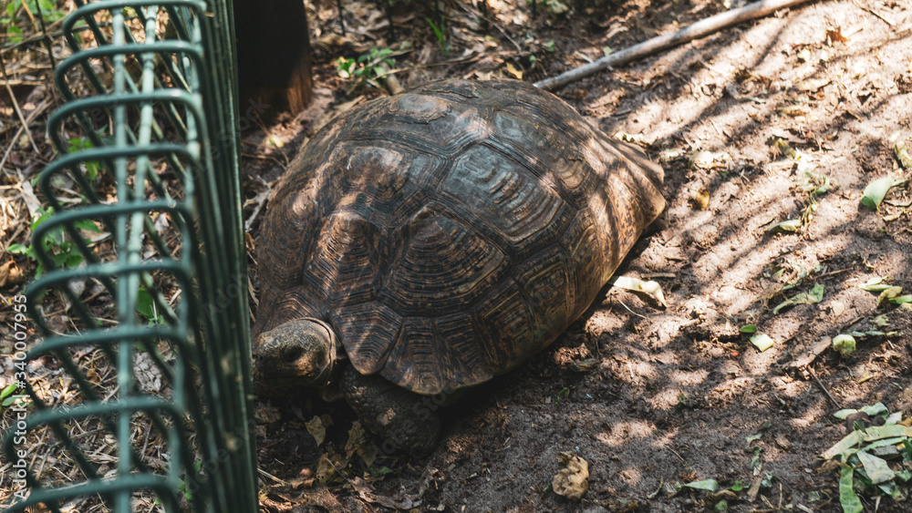 Obraz premium turtle on the ground