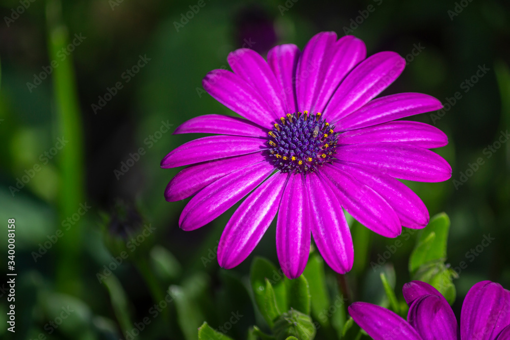 Osteospermum plant specie, flower close-up, its native to Africa continent, belonging to the sunflower daisy family Asteraceae, commonly known as daisy bushes or African daisies. Osteospermum plant specie, flower close-up, its native to Africa continent, belonging to the sunflower daisy family Asteraceae, commonly known as daisy bushes or African daisies.