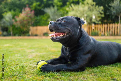 Fototapeta Staffordshire Bull Terrier lying on grass in profile holding a tennis ball