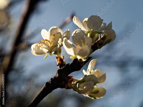 Cherry blossoms on an abstract background, flowering tree