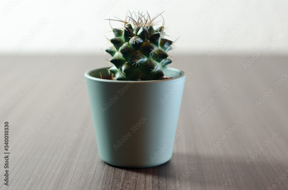 Collection of photographs of small cacti in micro pots. Collection of photographs of small cacti in micro pots.