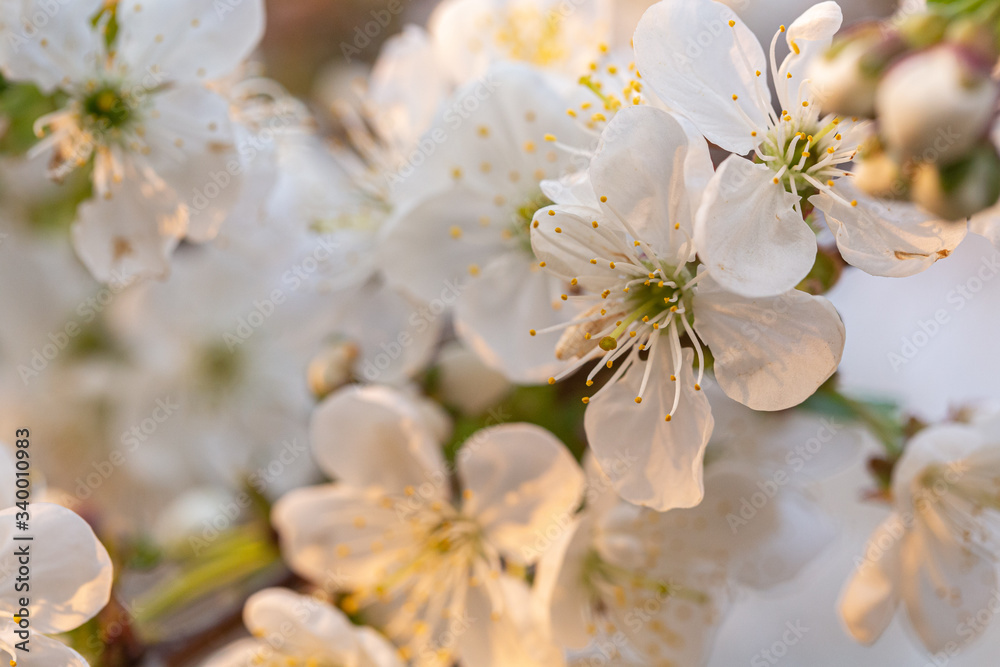 Fototapeta premium Blooming white cherry close up flower