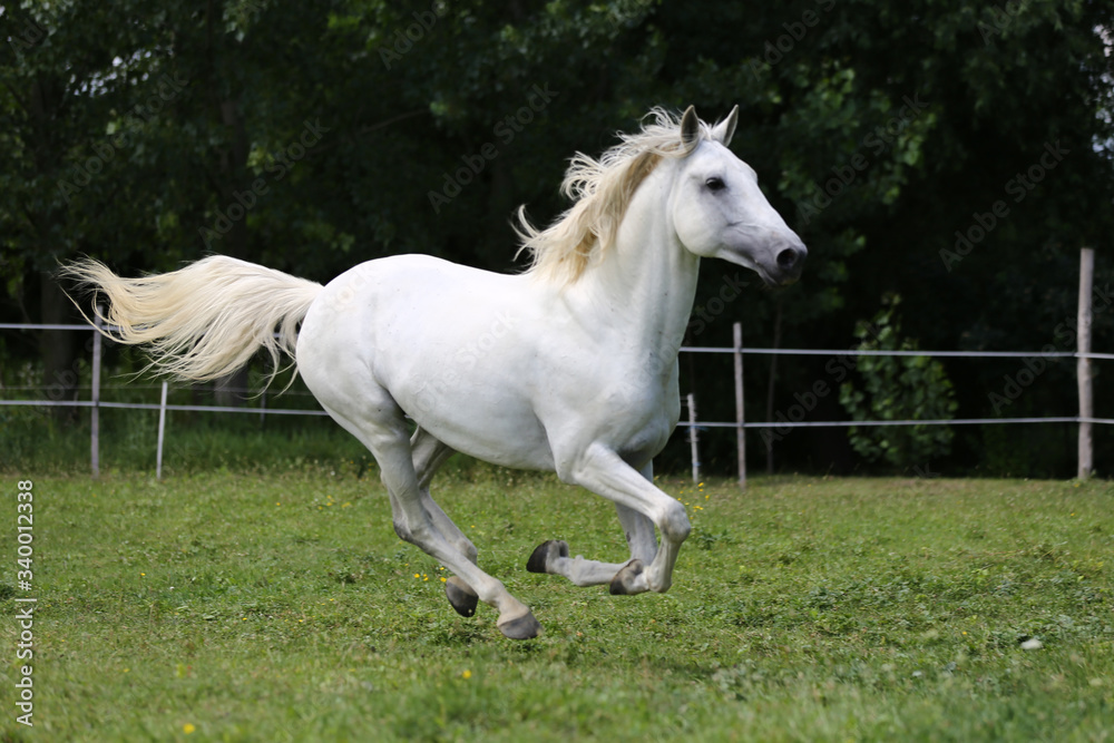 Obraz premium Gray mare running through on the paddock