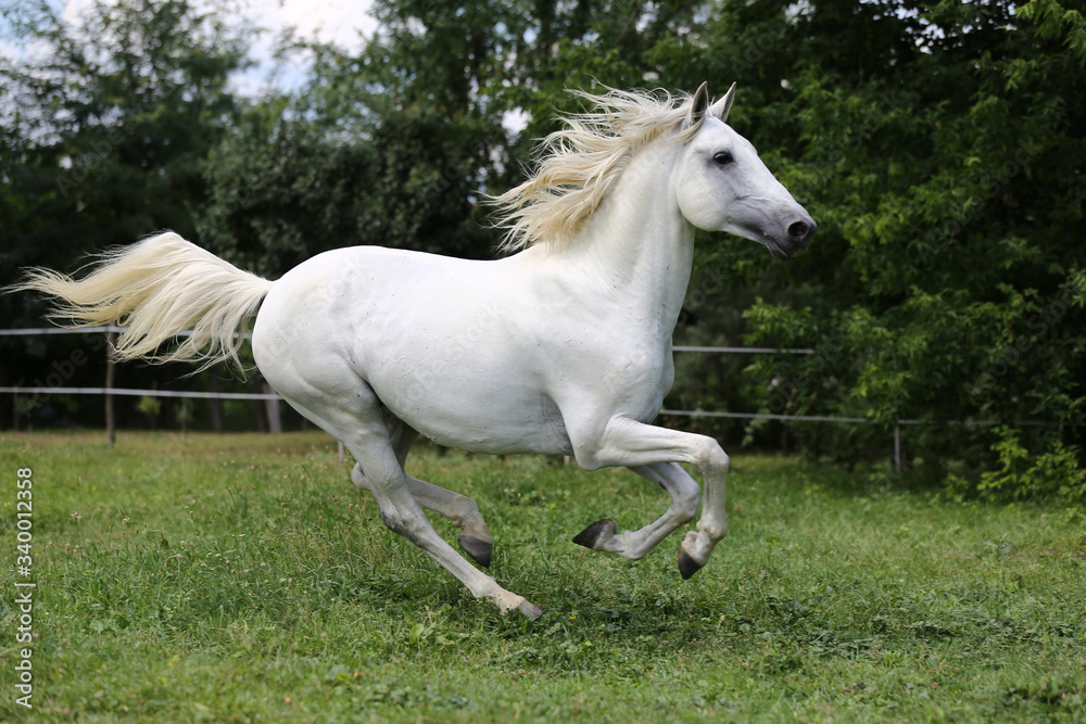 Gray mare running through on the paddock Gray mare running through on the paddock