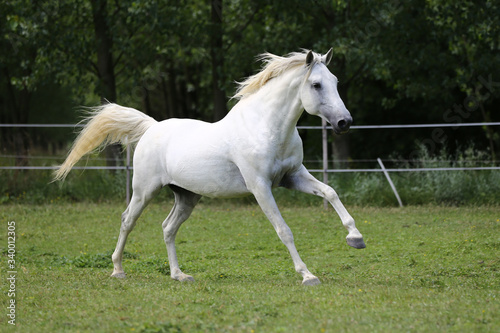 Gray mare running through on the paddock © acceptfoto