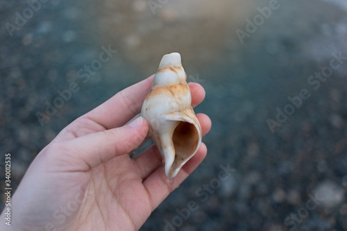 hand holding a seashell