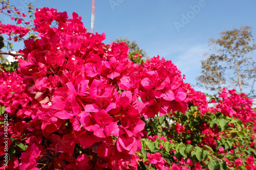 Bougainvillea on garden background.Large flowering spreading shrub of pink Bougainvillea (paper flower) tropical flower climber vine landscape plant isolated on green garden background.Close up.