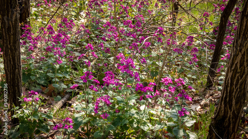 Kleinblättriges Immergrün mit lila Blüten