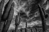 Black and white Cactus landscape