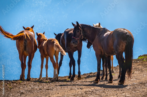 Several horses are moving along a mountain road.