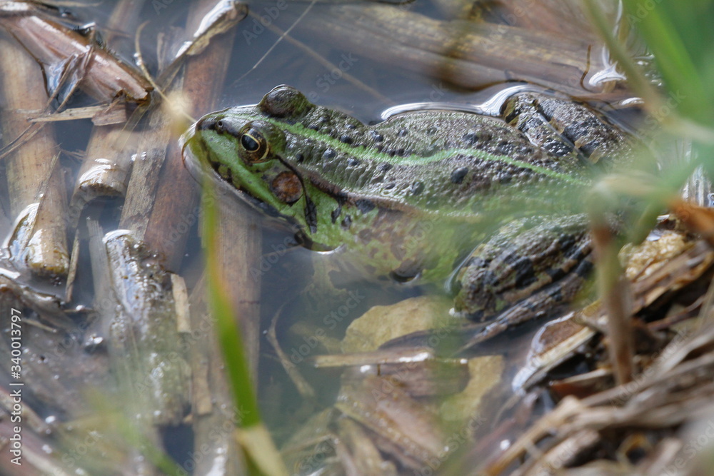 frosch frosch