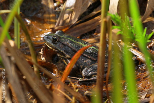 frosch