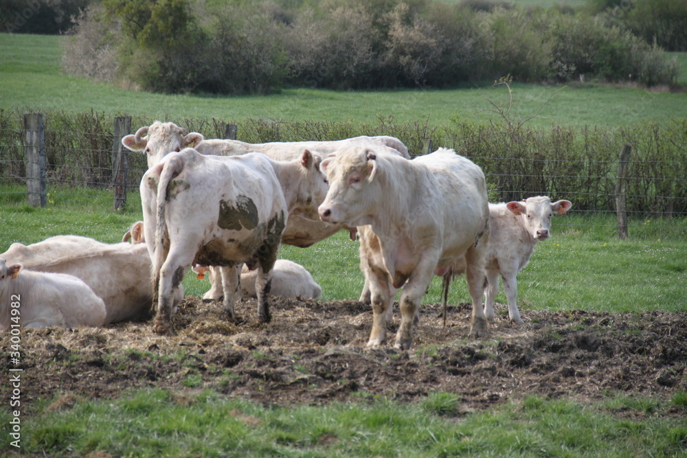 Blonde d'aquitaine domestic beef cattle herd Blonde d'aquitaine domestic beef cattle herd