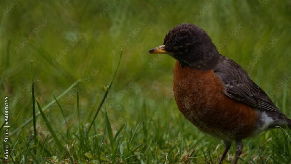 American Robin Jumping - Slow Motion 4K