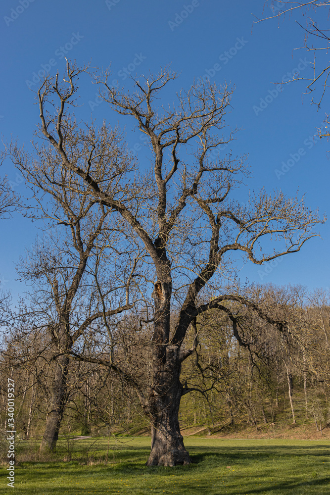 großer Baum im Park