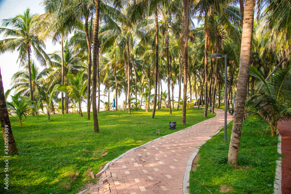 Obraz premium Coconut tree