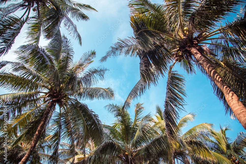 Fototapeta premium Coconut tree