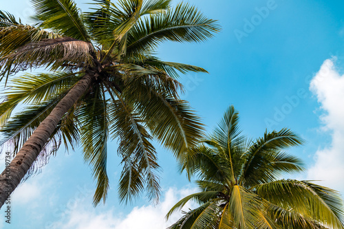 Coconut tree