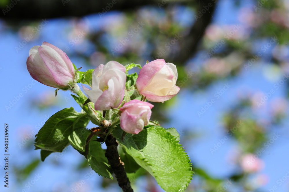 Apfelbaumblüte Nahaufnahme mit blauem Himmel Apfelbaumblüte Nahaufnahme mit blauem Himmel