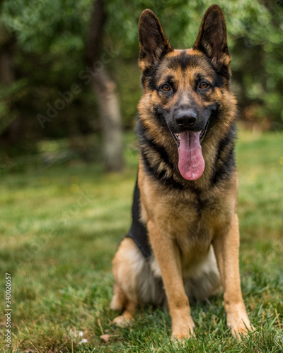 German Shepard © Josh