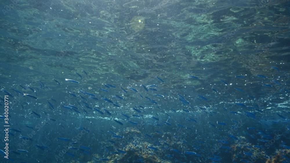 underwater fish scenery in the ocean with sun rays and beams in blue water underwater fish scenery in the ocean with sun rays and beams in blue water