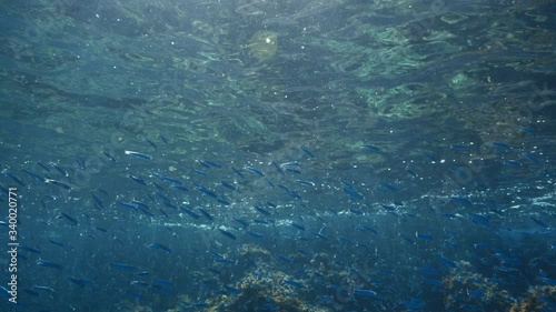 Wallpaper Mural underwater fish scenery in the ocean with sun rays and beams in blue water Torontodigital.ca