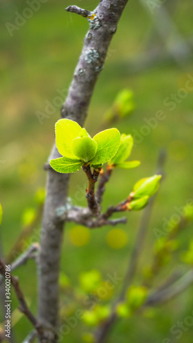 Spring tree with fresh green bud standing out. Nature concept