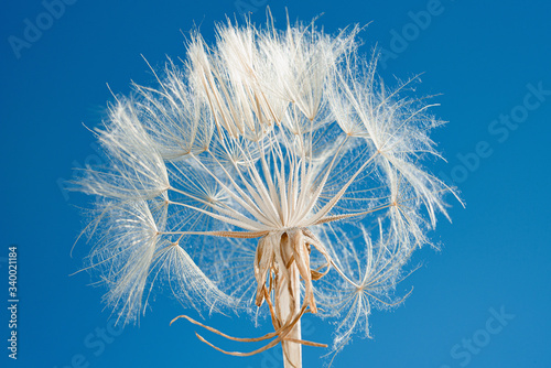 dandelion at sunset . Freedom to Wish. Dandelion silhouette fluffy flower on sunset sky. Seed macro closeup. Soft focus. Goodbye Summer. Hope and dreaming concept. Fragility. Springtime