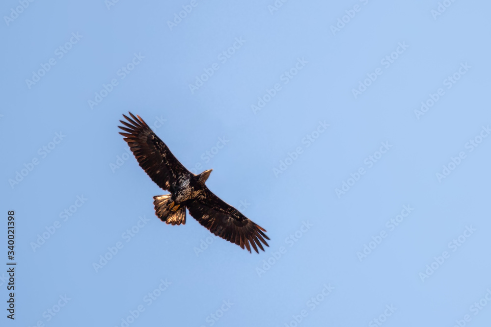 Obraz premium Soaring immature bald eagle
