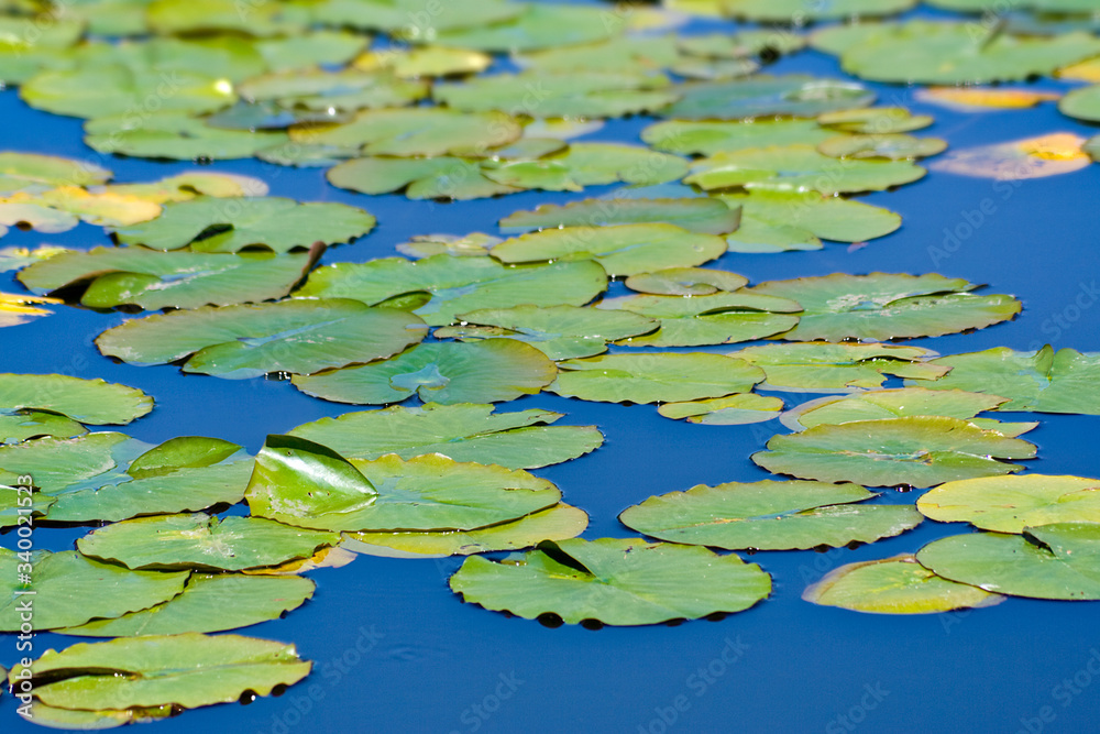 Lily Pad on lake Lily Pad on lake