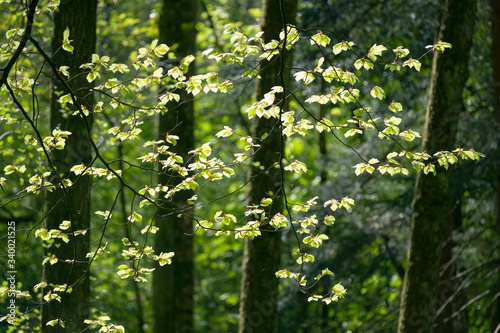 Fototapeta Naklejka Na Ścianę i Meble -  Frühling im Wald
