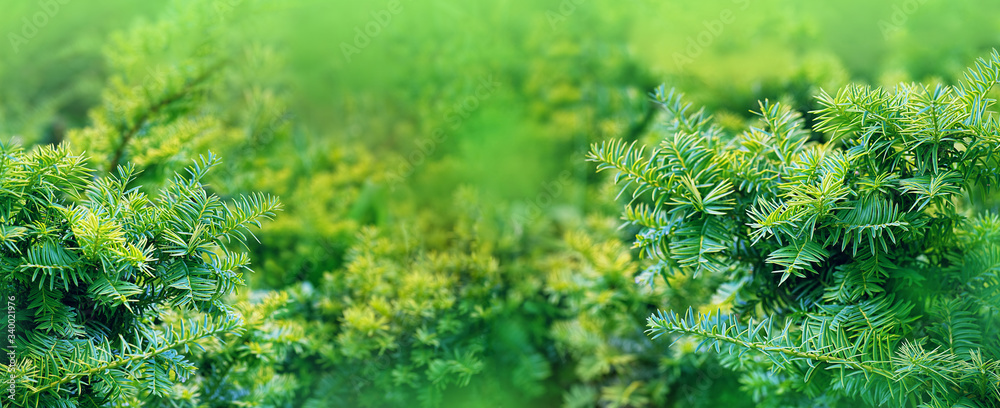 juniper tree texture nature background. Evergreen coniferous juniper branch close up. banner. copy space