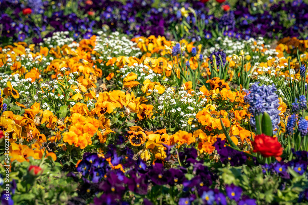 Very colorful spring flower bed