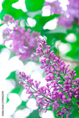 Blossoming lilac flowers closeup, blurred spring background.