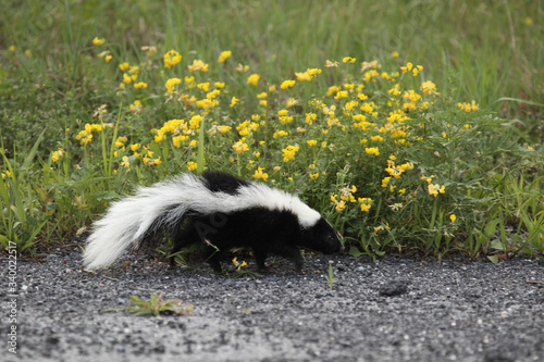 Obraz na plátně Baby skunk in yellow flowers