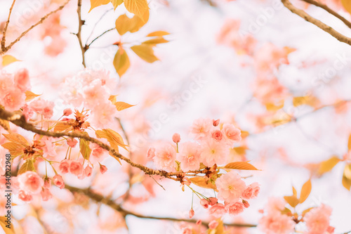 Branches of blossoming sakura with flowers  beautiful blurred spring background.