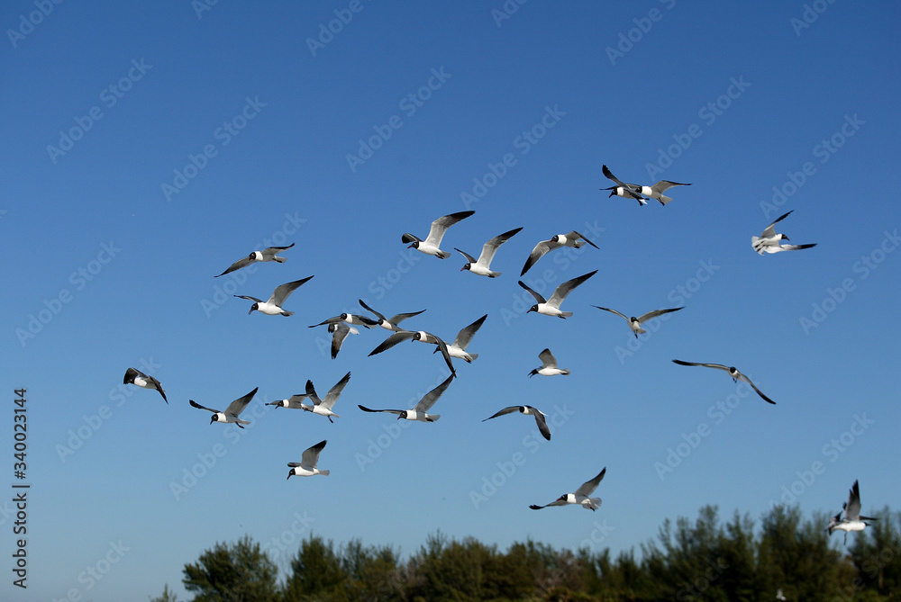 Fototapeta premium Laughing Gulls flying on beach in Ft. DeSoto, Florida USA