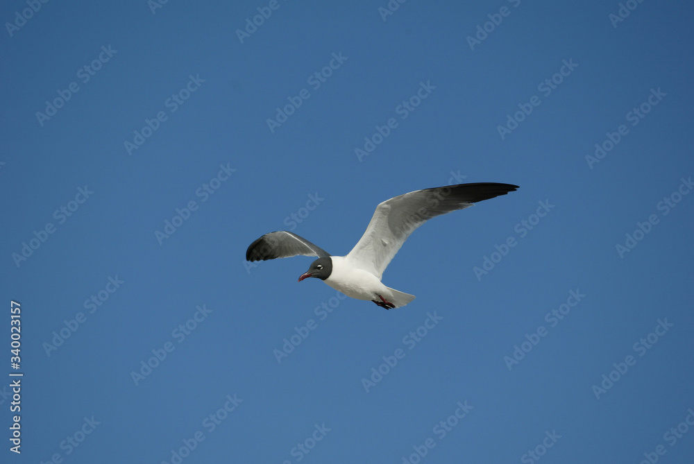 Laughing Gulls flying on beach in Ft. DeSoto, Florida USA Laughing Gulls flying on beach in Ft. DeSoto, Florida USA