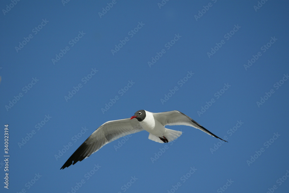 Laughing Gulls flying on beach in Ft. DeSoto, Florida USA Laughing Gulls flying on beach in Ft. DeSoto, Florida USA