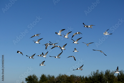 Laughing Gulls flying on beach in Ft. DeSoto, Florida USA