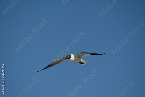 Laughing Gulls flying on beach in Ft. DeSoto, Florida USA