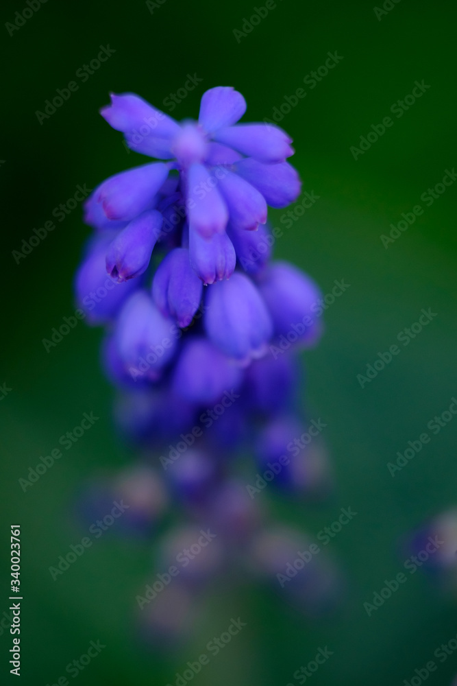 Tender blue muscari flower close-up against blurred green background. Tender blue muscari flower close-up against blurred green background.