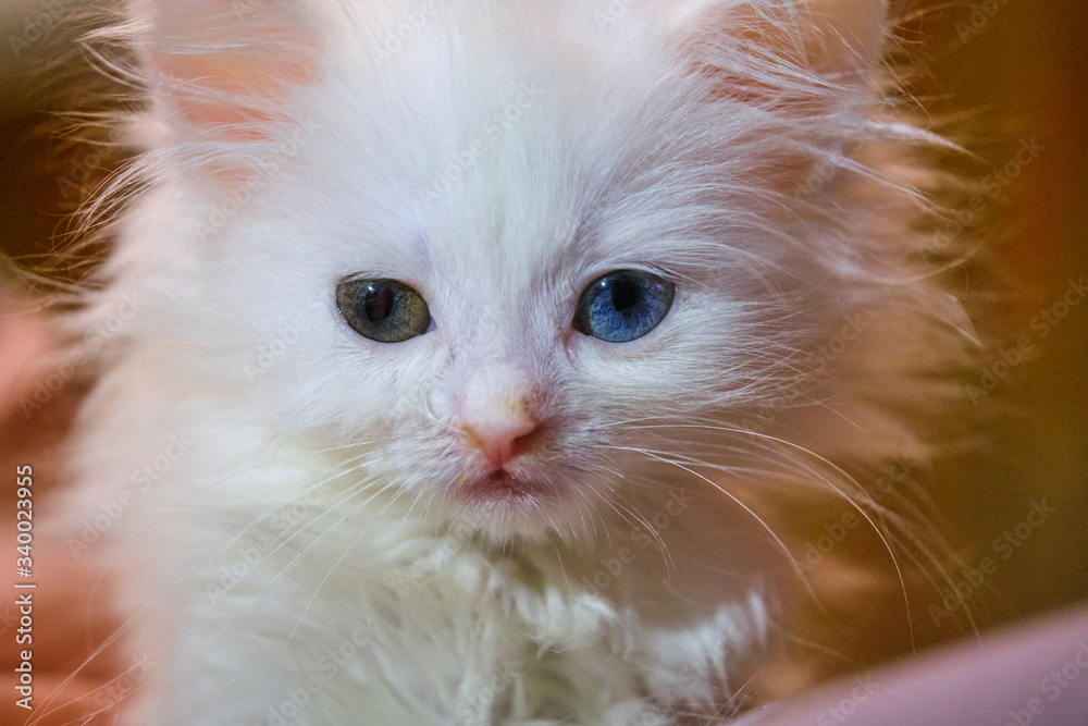 kitten with a runny nose close up