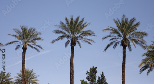 Palm trees on the Las Vegas Sky Line