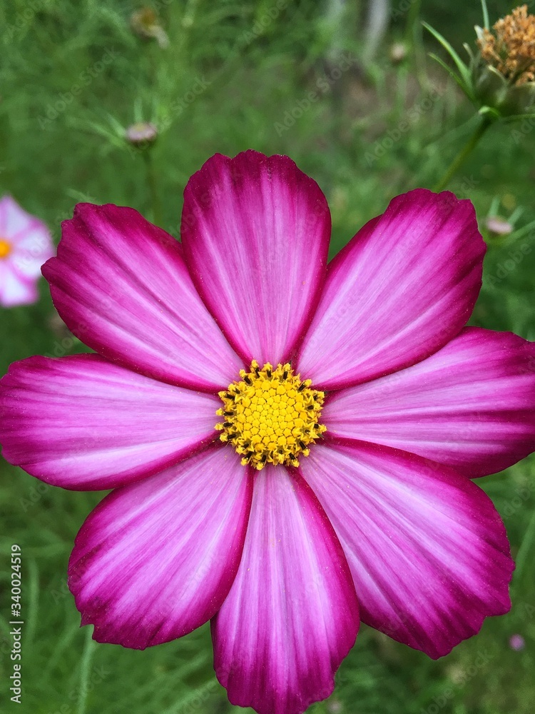 Garden cosmea flower close-up. Background for tablet and smartphone screen Garden cosmea flower close-up. Background for tablet and smartphone screen