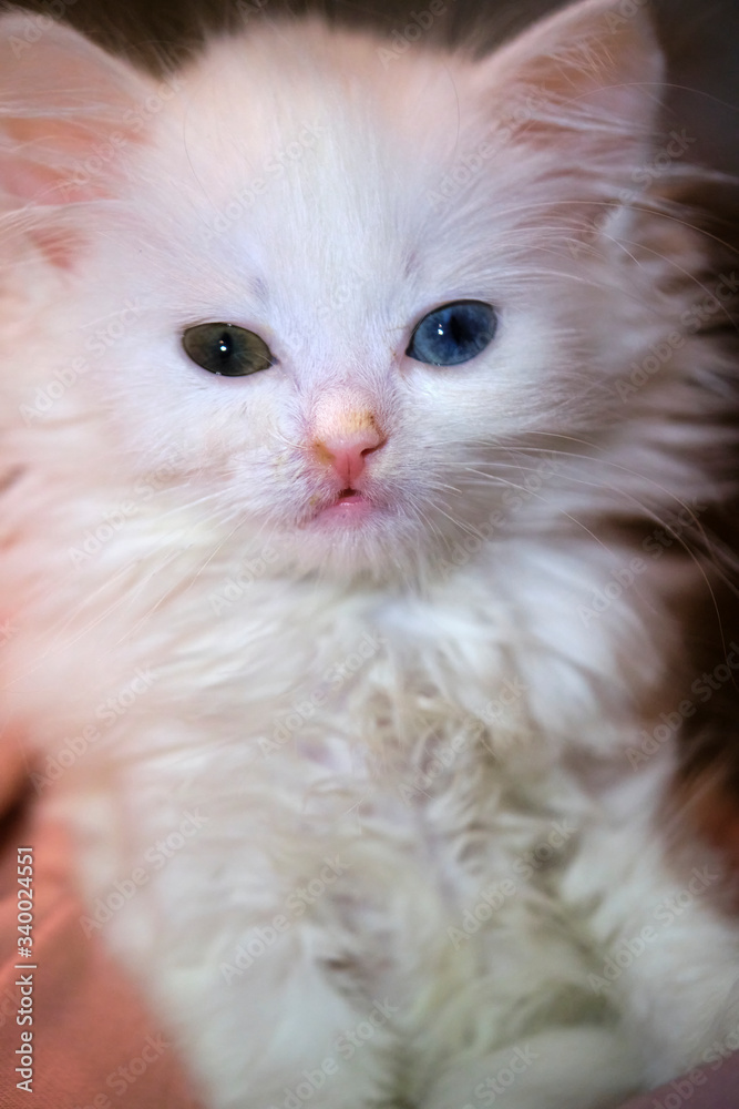 kitten with a runny nose close up kitten with a runny nose close up