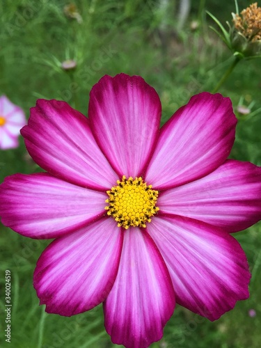 Garden cosmea flower close-up. Background for tablet and smartphone screen
